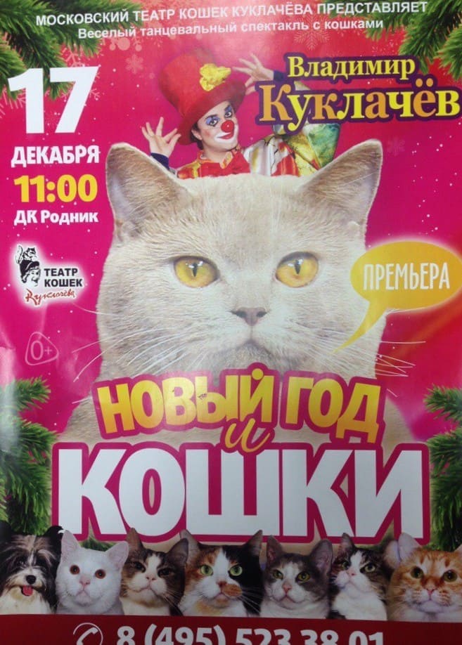Новый год и кошки